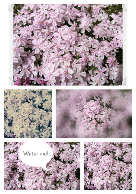 Flower Collage