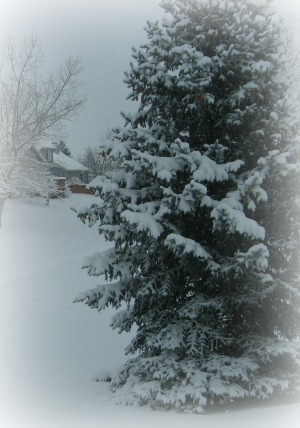 Tree in winter in Colorado 2014