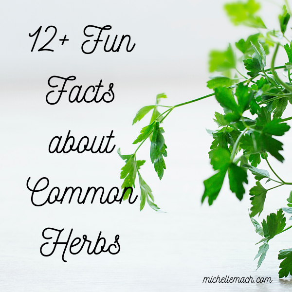 12+ Fun Facts About Common Herbs